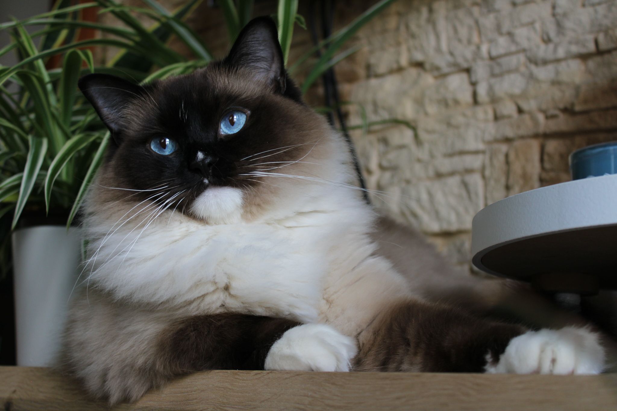 /images/Galeria/Ragdoll Rajongók Rezidenciája/27 Éva Megyesiné Dobler.jpg